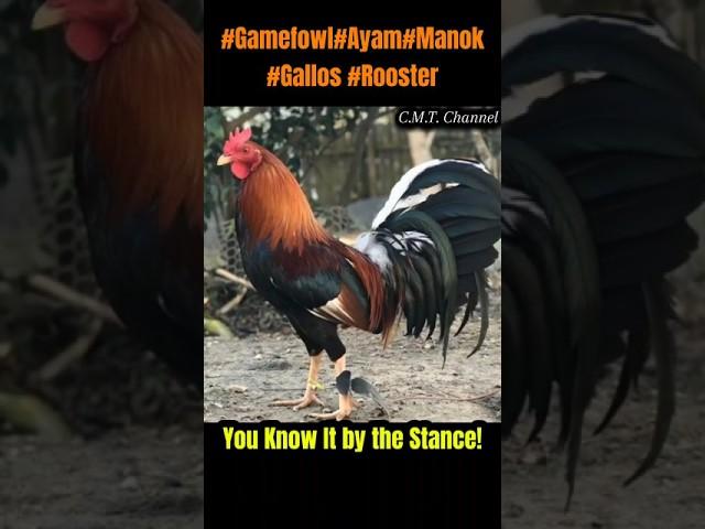 You Know It by the Stance! #gamefowl #gallos #rooster #chicken #usa #chickenbreeds #roosterfarm#ayam