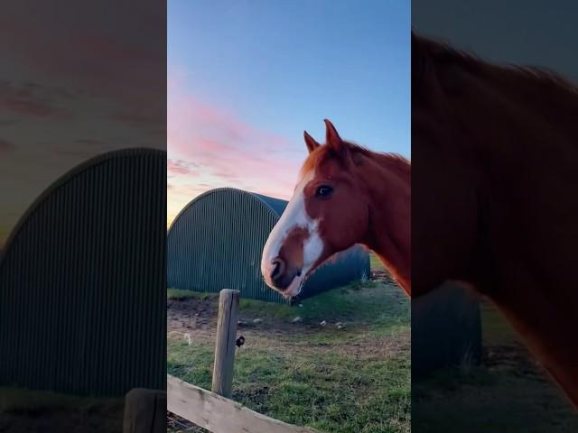 Horses are always dramatic!#horses #horsesoftiktok #funny #funnyanimals #drama