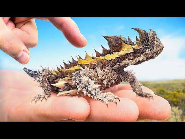 SPIKED by Sharpest Lizard on Earth! (Thorny Devil)