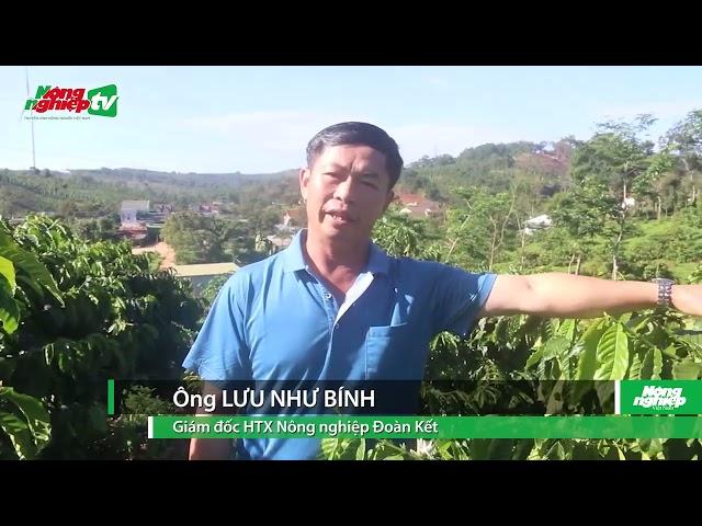 Nông dân Đắk Song toại nguyện vì có vườn cà phê tái canh xanh mướt