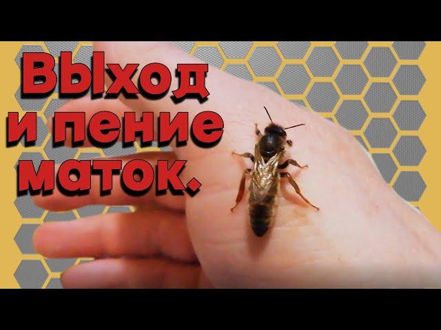 Выход и пение маток. - Как просто вывести маток.