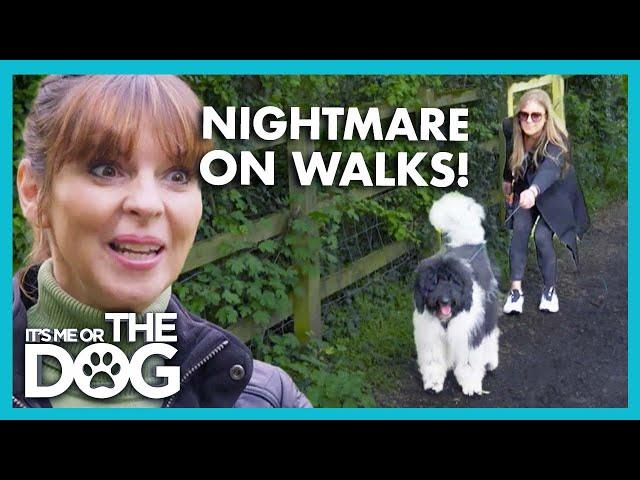 Victoria shocked by Dog's Aggressive Pulling on Walks | It’s Me or The Dog