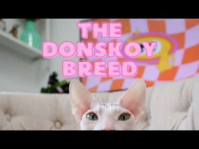 My Hairless Cat is a Donskoy NOT a Sphynx!