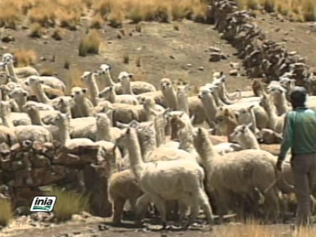 PREVENCIÓN Y CONTROL DE ENFERMEDADES EN ALPACAS Y LLAMAS