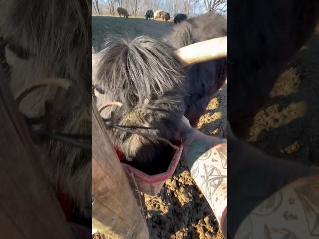 Finally letting me touch her | #farmlife #homesteading #scottishhighlands #cattle #cow