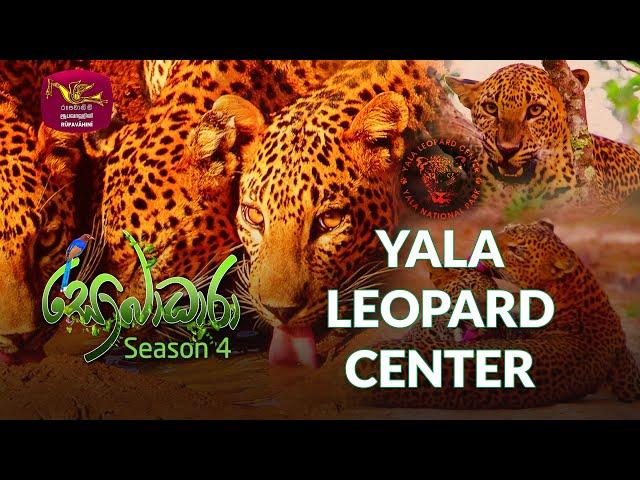 Sobadhara - Sri Lanka Wildlife Documentary | 2020-07-24 | Yala Leopard Center