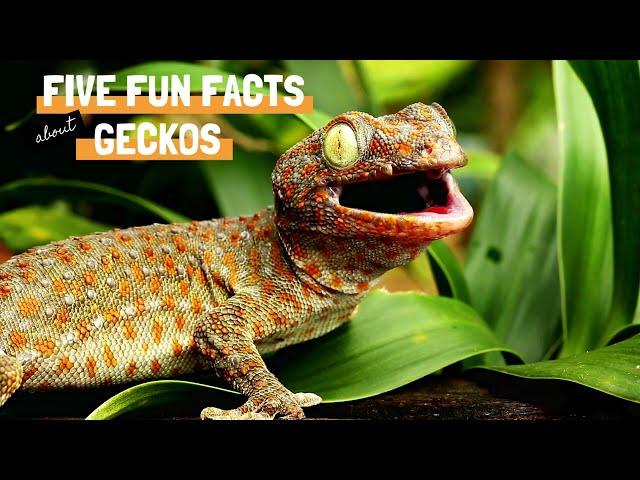 Five Fun Facts about Geckos #Geckos #ReptileWonders #WildlifeDiscovery