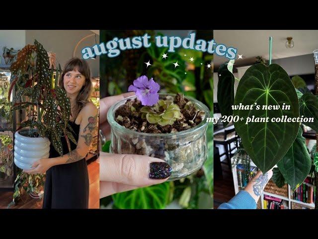  houseplant walk through  pest updates & how all my plants are doing!