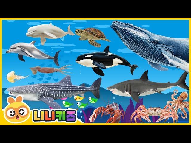 Who lives in the sea? | Shark? Whale? Squid? | Sea Animals | Stories for Kids | NINIkids