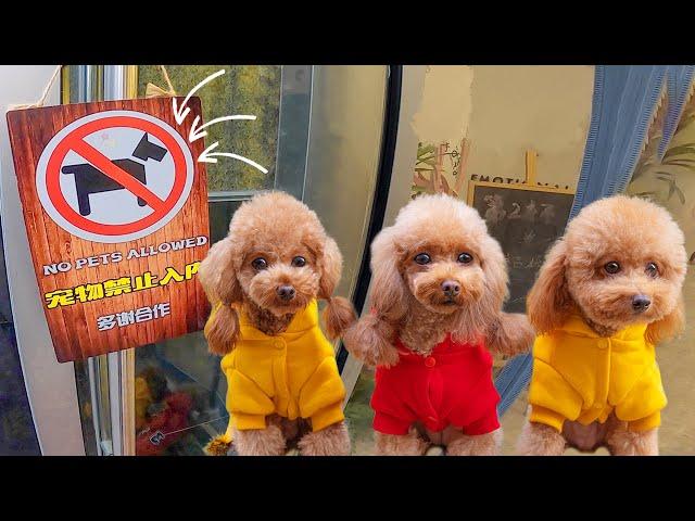 3 dogs were turned away from the milk tea shop and cried anxiously