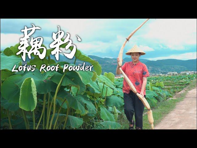 Lotus Root Powder - The Nutritious Summer Delicacy in Lotus Pool