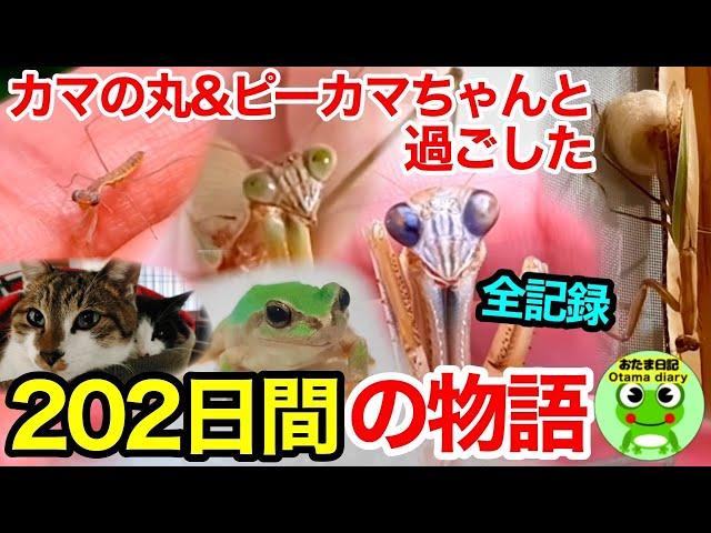 カマキリ日記#189 カマの丸、ピーカマちゃんと過ごした202日間の全記録。2022年の思い出（5月2日～11月20日）【おたま日記】