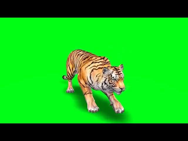 No Copyright green screen tiger effect free download