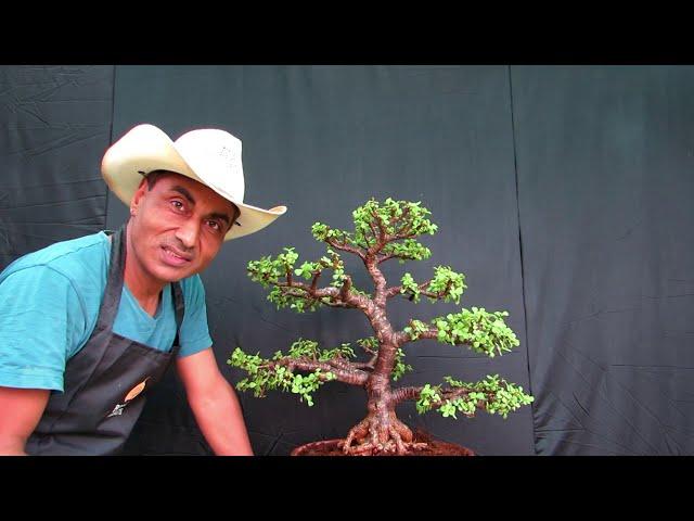 Jade Bonsai lesson/ Correct Way of Pruning