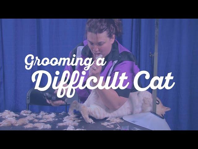 Grooming a Difficult Cat