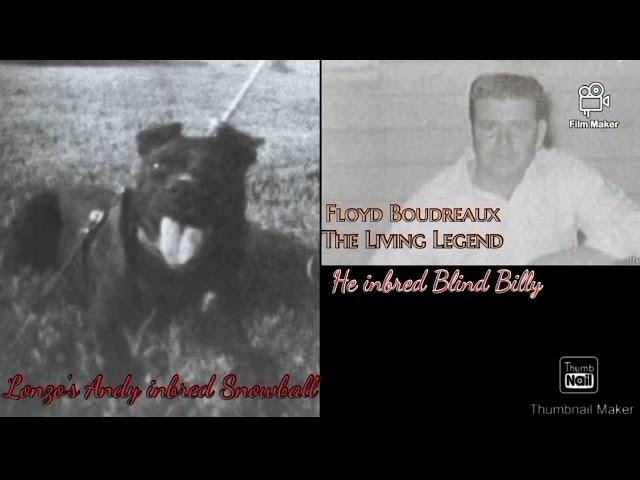 Blind Billy #apbt #pitbull