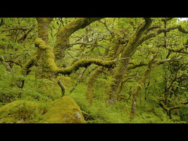 The Temperate Rainforests of Southwest England - A Short Documentary