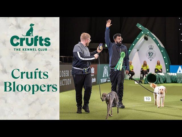 Dogs Doing Funny Things  The ULTIMATE Crufts Dog Bloopers