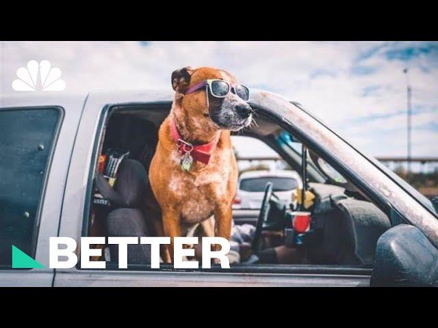 Heat Danger! How To Protect Your Pet This Summer | Better | NBC News