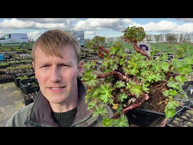 Five Minute Flower Talk - Geranium x cantabrigiense