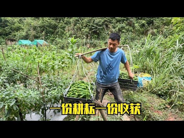 洪水过后，雨锅抢修排水沟排水，还和老妈摘到3筐的辣椒