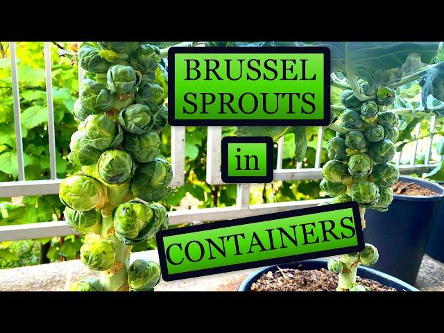 Growing Brussel Sprouts in Small Containers [Planting to Harvest]