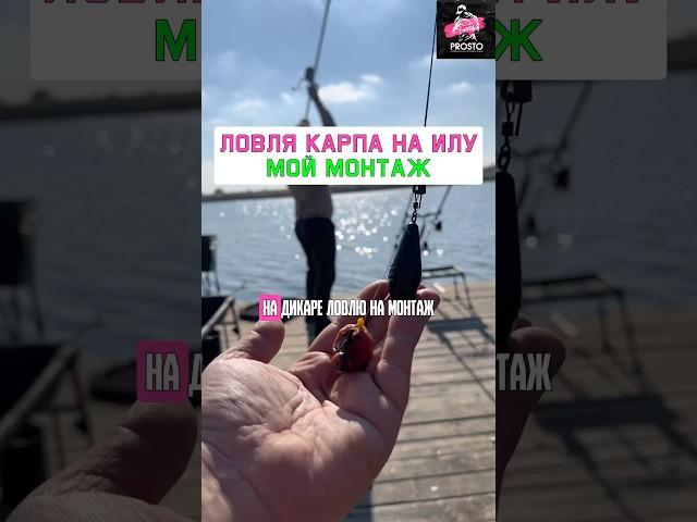 Как поймать много карпа и сазана на илу? Мой монтаж? #карпфишинг