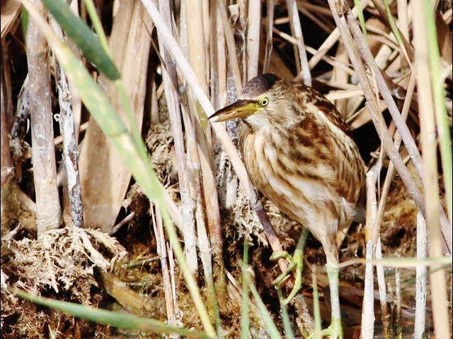 Little Bittern (Ixobrychus minutus) Μικροτσικνιάς - Cyprus.