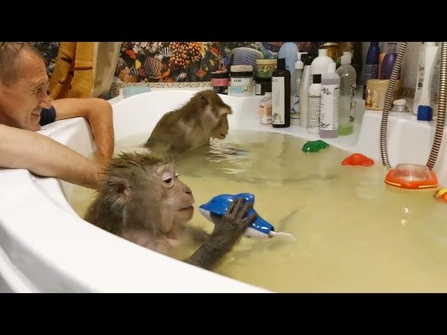 обезьяньи водные процедуры#monkey #petmonkey #обезьяна #экзотика#макака#animal#зоо #домашниемакаки