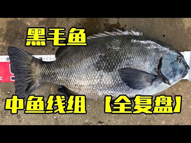 【黑毛鱼】中鱼线组 复盘分享 【悉尼钓鱼】