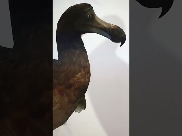 The Dodo Bird Will Be Alive Again Soon!