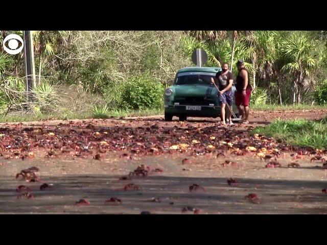 WEB EXTRA: Crabs In Cuba