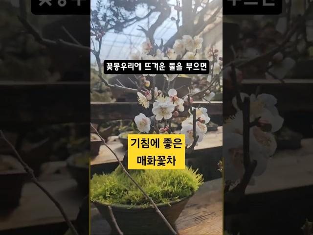 다양한 매화 분재나무 홍매화 백매화 청매화