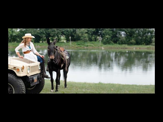 All Around Versatility Mule For Sale- Trail/Lesson/English/Western/Mounted Shooting/Roping