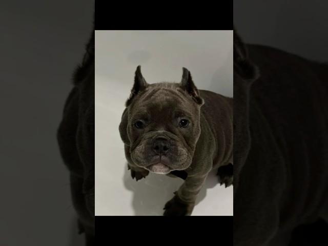 Мелвин уже буянит в Новосибирске ️ #питомниксобак #americanbully