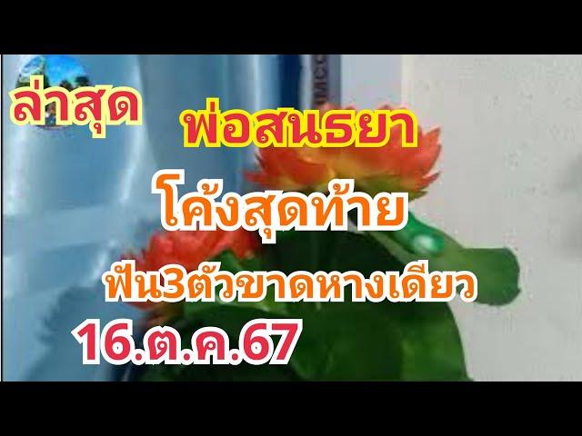 พ่อสนธยา#ล่าสุดโค้งสุดท้าย#ฟัน3ตัวขาดๆหางเดียว#16.ต.ค.67