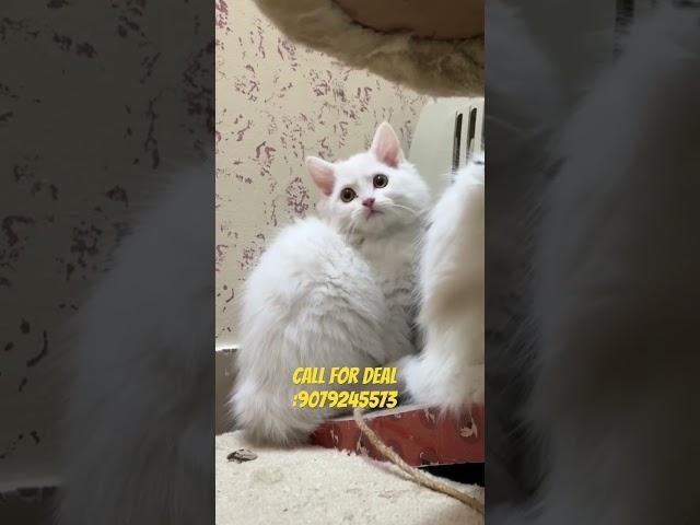 Cute white persian kitten avaiable #youtubeshorts #shorts #persiancatseller