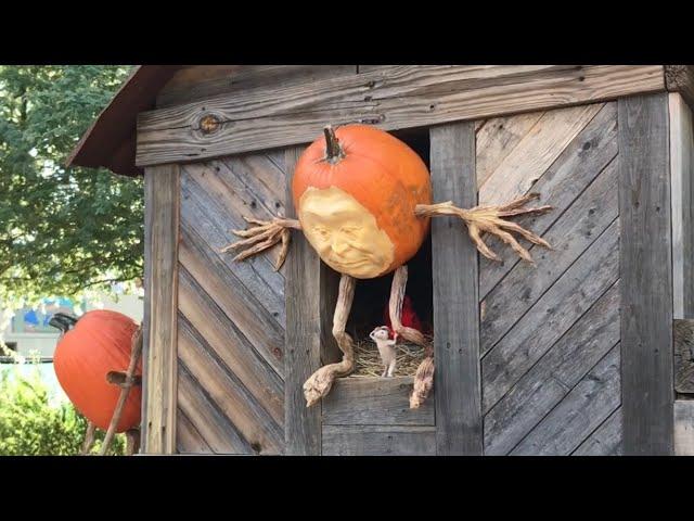 미국 할로윈 축제! 호박도 예술이 될 수 있다!! Carefree's Enchanted Pumpkin Garden in Arizona