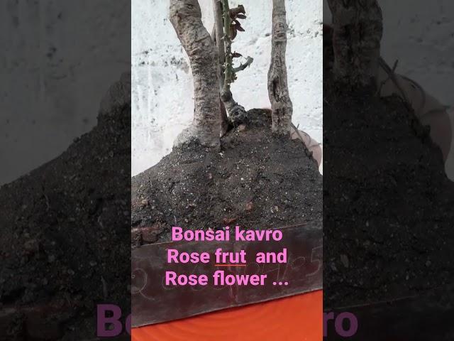 Bonsai