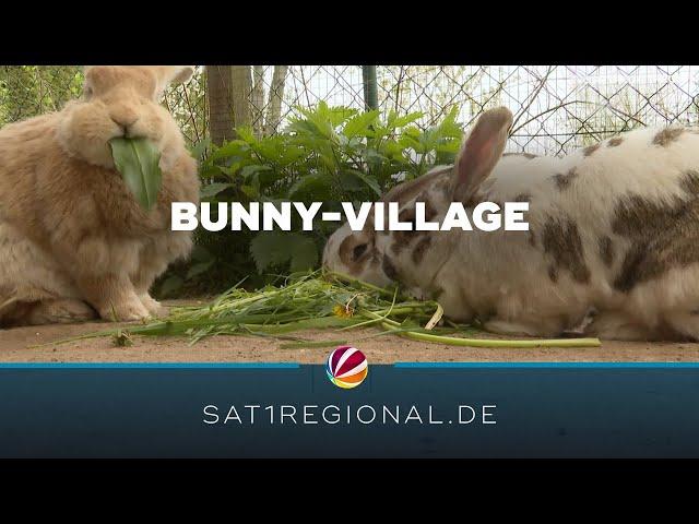 Bunny-Village: Private Tierschutzinitiative in Neuengörs kümmert sich um Kaninchen