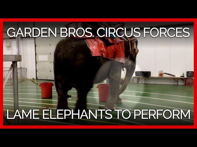 Garden Bros. Circus Forces Lame and Distressed Elephants to Perform