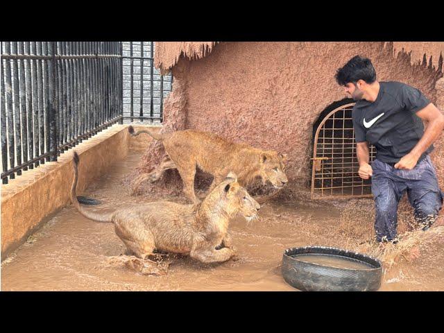 Lions K Ghr Main Pani jama Hogea|| Lara Or Liger Ki Garmi Khtm