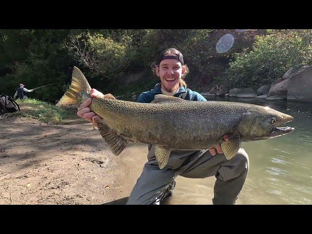 Ловля лосося в Канаде (Онтарио) в маленькой речушке | Сhinook | King salmon | Coho |