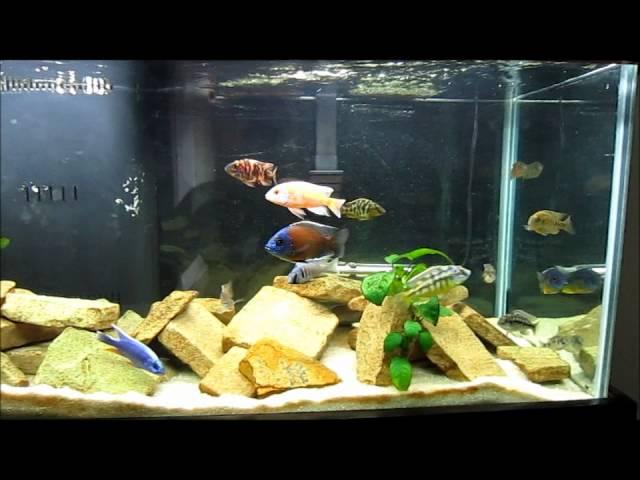 Beginner's Guide to Identifying African Cichlids