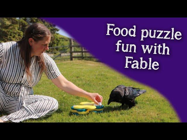 Fable the Raven | Food puzzle fun!