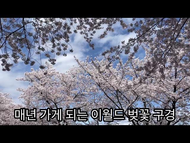 대구 이월드 벚꽃 데이트 Deagu E-world cherry blossom