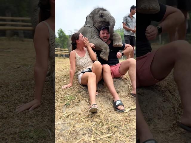Funny elephants #funny #funnyanimal #animals #foryou #elephant #fyp
