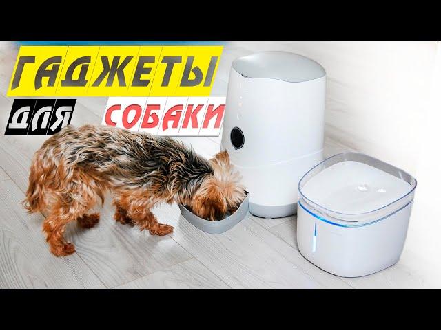 Hi-tech гаджеты для собаки