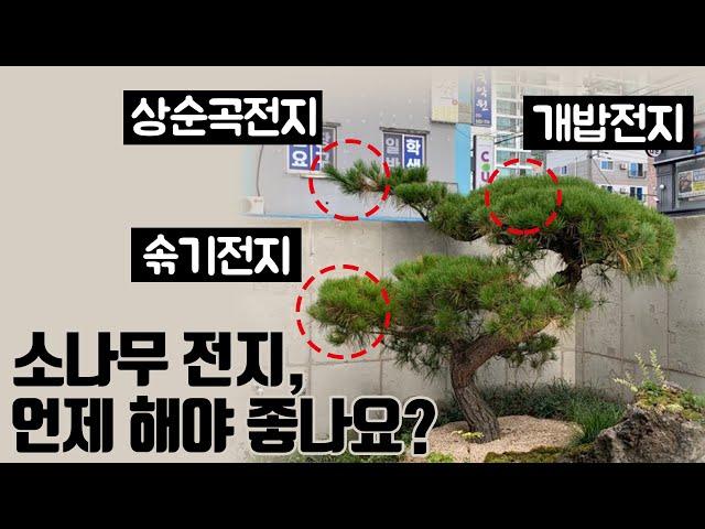 전지 초보자 필수영상. 전원주택 마당 소나무 전지 1년 루틴!! [ 개밥(새순)전지, 상순곡전지, 솎기전지 ]