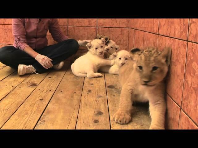 Belgrade Zoo 2011 Episode 11 Part 3